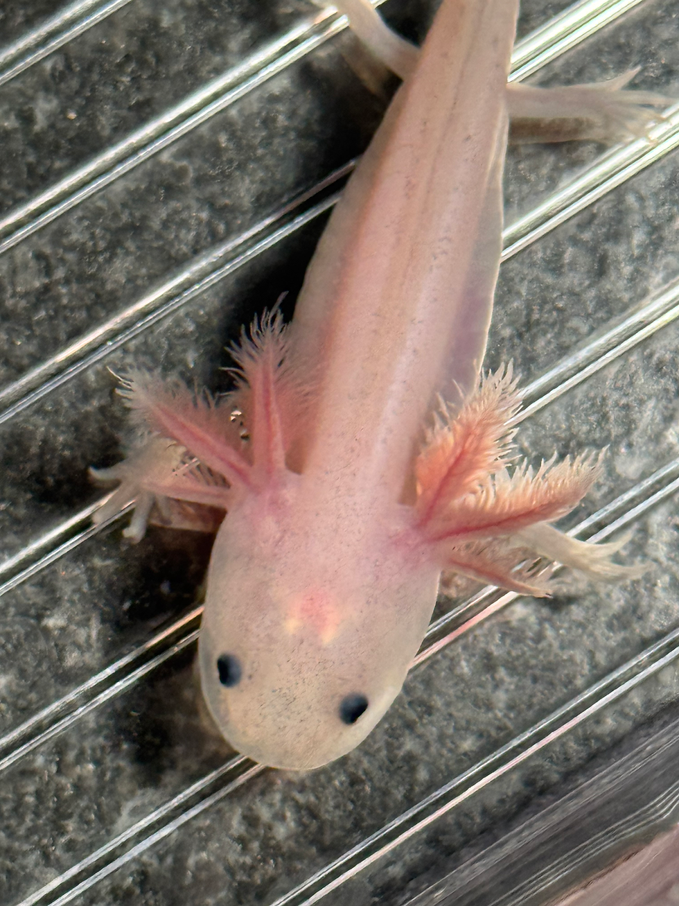 Thumbnail: "Kendall" Leucistic Melanoid Axolotl (DNA Confirmed Male)