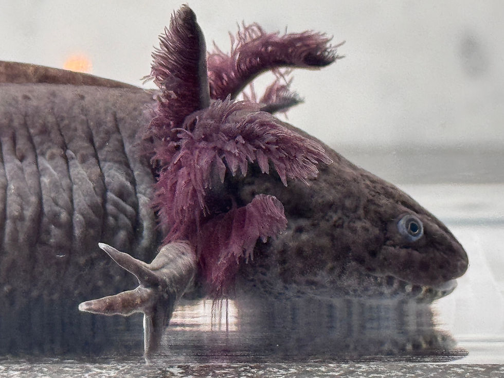 Thumbnail: "Evergreen" Wildtype Axolotl (DNA and Visually Confirmed Male)