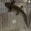 Thumbnail: "Simple Green" High Iridophore Wildtype Axolotl (Confirmed Male)