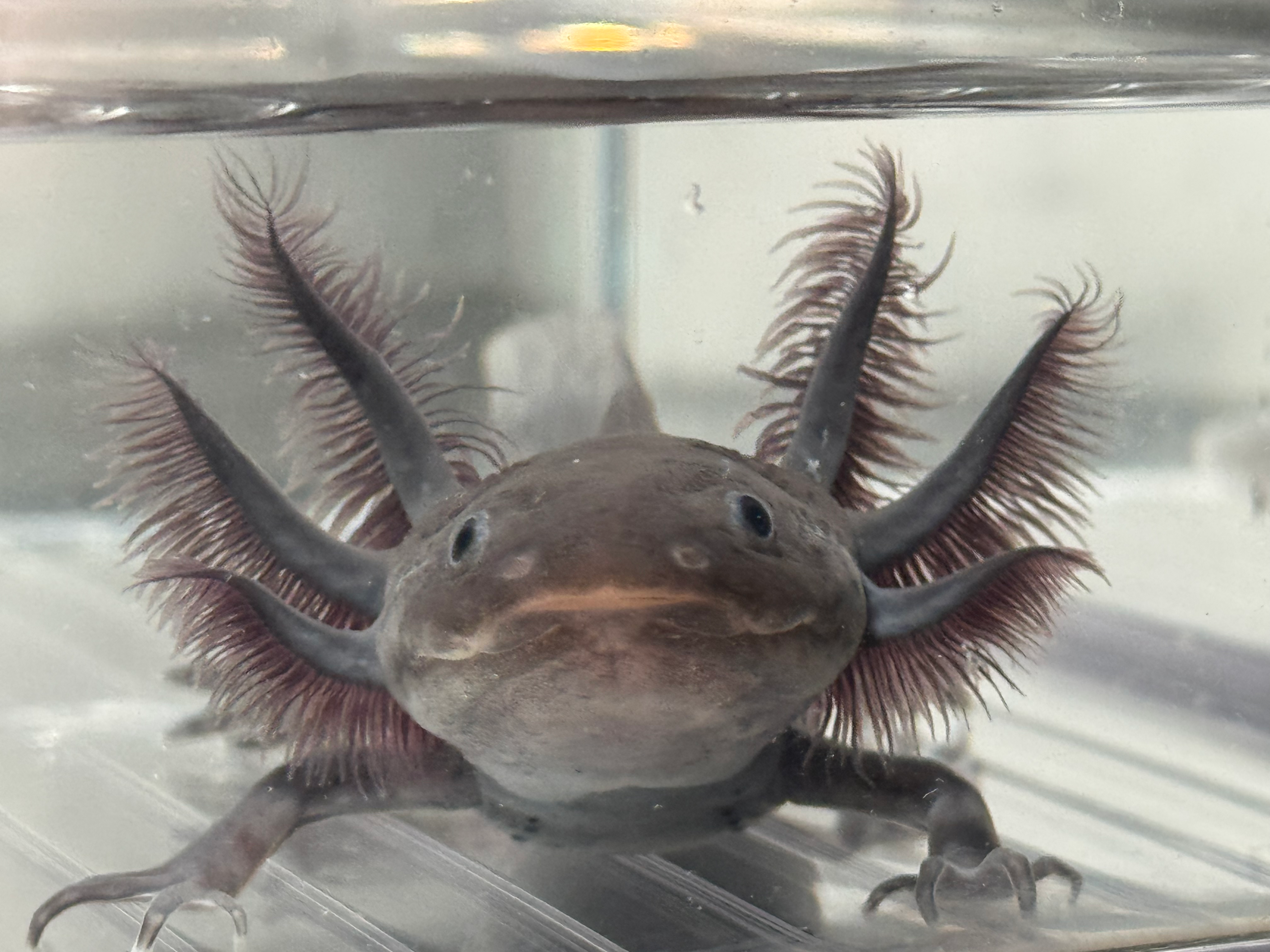 "Headbanger's Ball" Melanoid Axolotl (Probable Female)