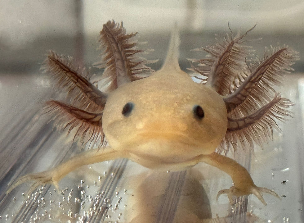 "Oxygen" Hypomelanistic Melanoid Axolotl (DNA Confirmed Male)