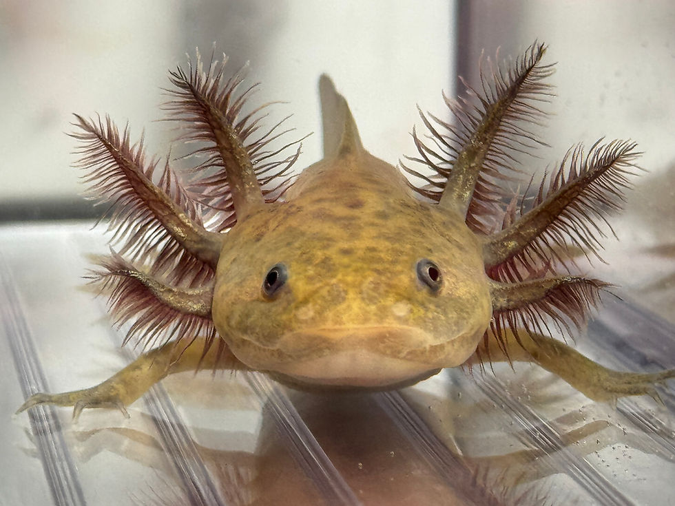"Sparkling Shine" Copper Axolotl (Unsexed)