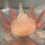 Thumbnail: "Got Myself Into A Jam-balaya" White Albino Axolotl (DNA Confirmed Male)