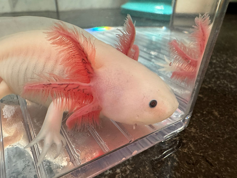 Thumbnail: "Oh Sherrie" RFP Leucistic Axolotl