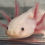 Thumbnail: "Pinking Of You" Leucistic Axolotl (DNA Confirmed Female)