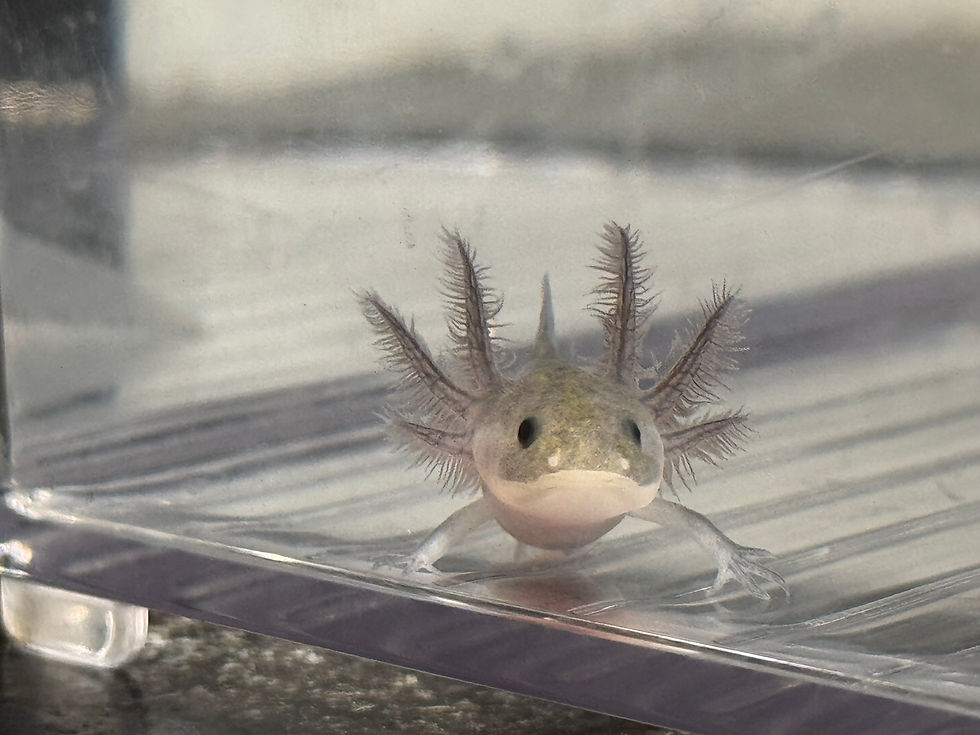 Thumbnail: "Camille Rose" RFP Hypomelanistic Axanthic Melanoid Axolotl (Unsexed)