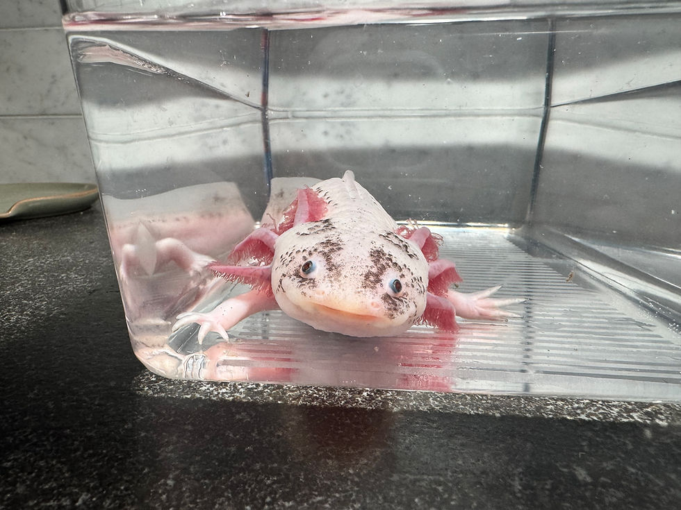 Thumbnail: "Mushi" Super Dirty Leucistic Axolotl (Confirmed Female)