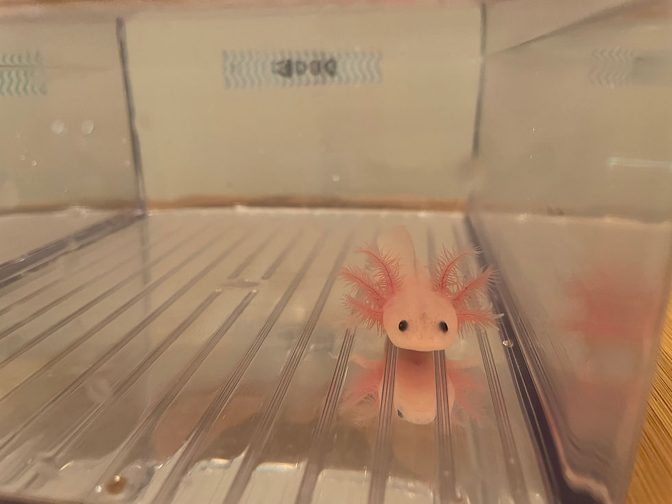 "Dove", Leucistic Melanoid Axolotl