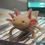 Thumbnail: "Alpha-Bit" Super Hypomelanistic Copper Melanoid Axolotl (Confirmed Male)