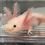 Thumbnail: "Assembly" Leucistic Axolotl (DNA Confirmed Male)