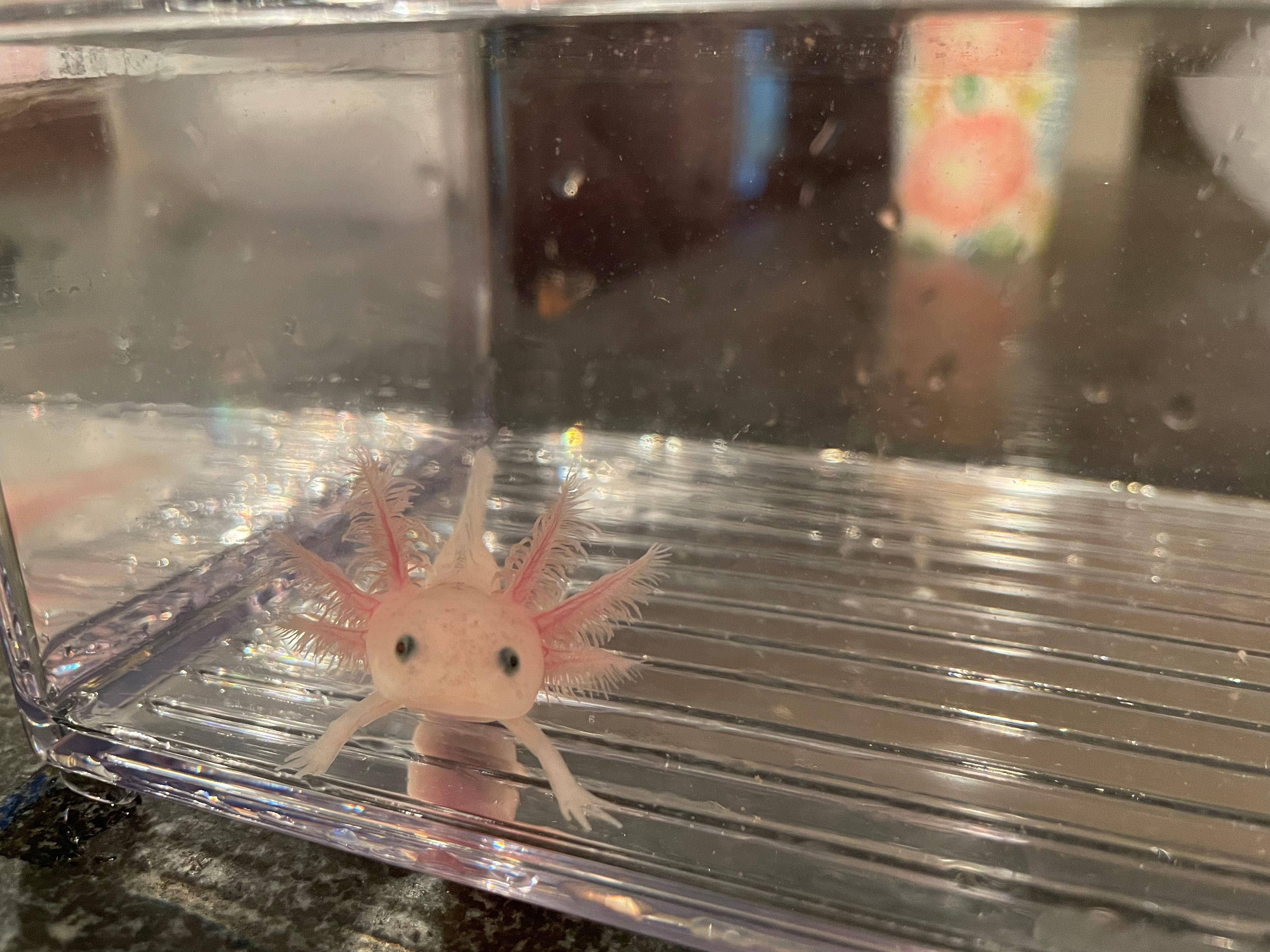 "Mama Fratelli" Lightly Speckled /Low Grade Dirty Leucistic Axolotl