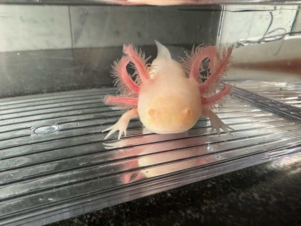 Thumbnail: "Cruncheroo" Hypomelanistic Albino Melanoid Axolotl