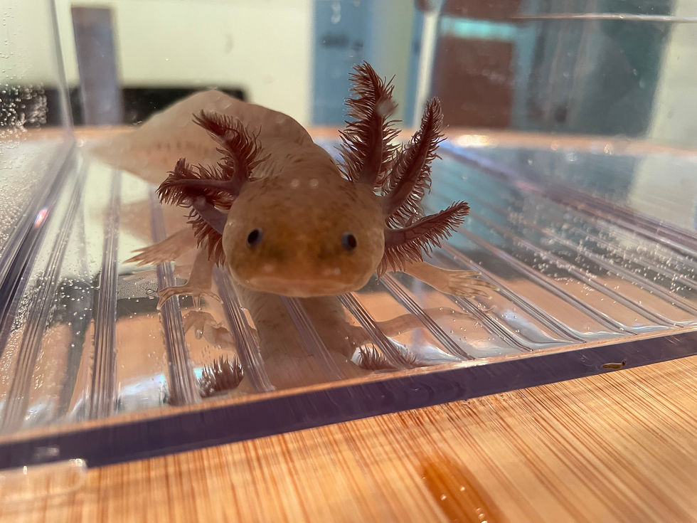 "Christmas Tree" Copper Melanoid Axolotl