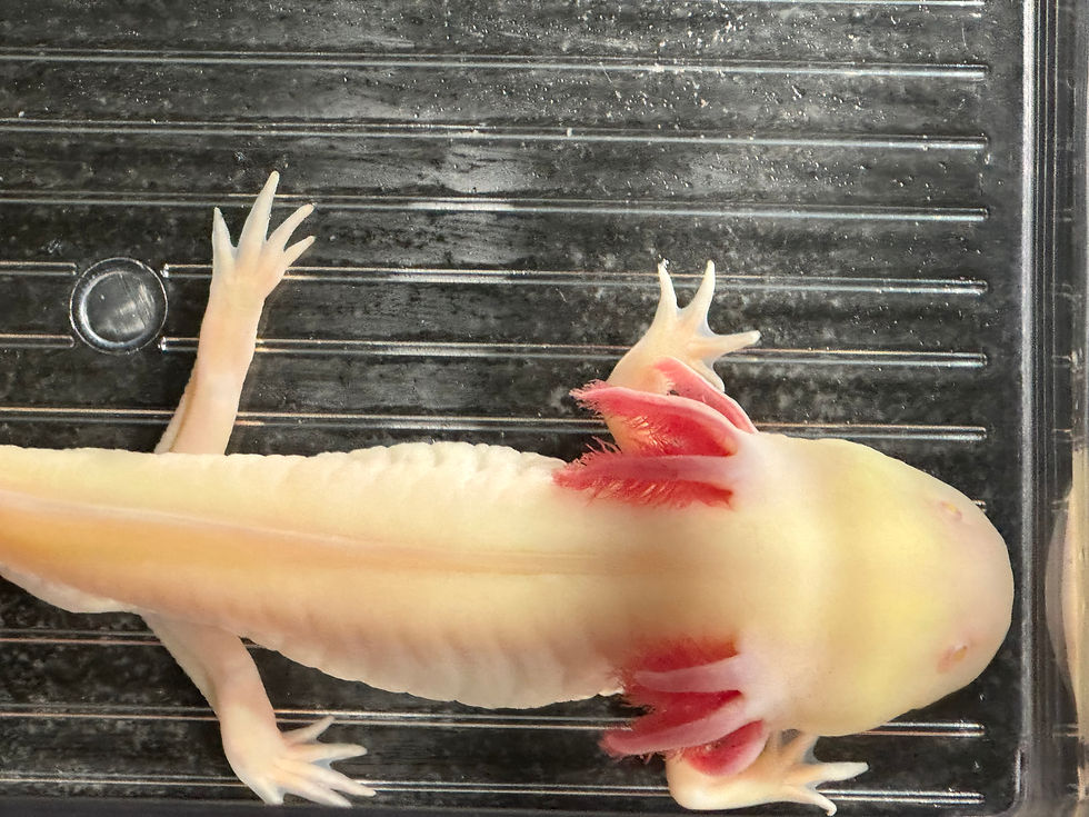 Thumbnail: "Mop & Glo" Super GFP Melanoid Albino Axolotl (Confirmed Male)