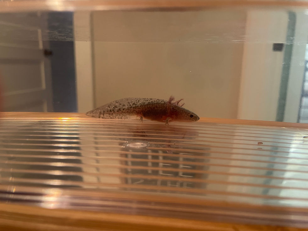 Thumbnail: "Method" Melanoid Axolotl