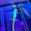 Thumbnail: "Bo-die" Surrender GFP Leucistic Axolotl (Visually Proven Male)