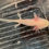 Thumbnail: "Fiber One" Hypomelanistic Albino Melanoid Axolotl