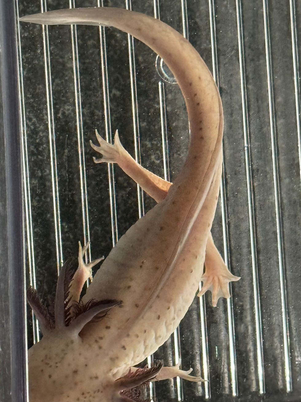 Thumbnail: "Cocoa Puff" Hypomelanistic Melanoid Axolotl (Probable Female)