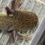 Thumbnail: "Enchanti Wash" Wild Type Axolotl (Probable Female)