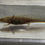 Thumbnail: "Aloe Mist Beauty" Wildtype Axolotl (DNA Confirmed Male)