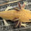 Thumbnail: "Honeyed Lemon" RFP Copper Axolotl (DNA Confirmed Female)
