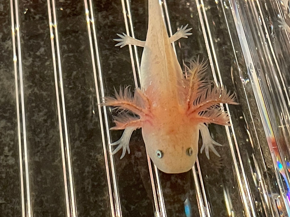 Thumbnail: "Rag Doll" High Iridophore Copper Axolotl