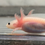 Thumbnail: "Braintree" Leucistic Melanoid Axolotl (DNA Confirmed Male)