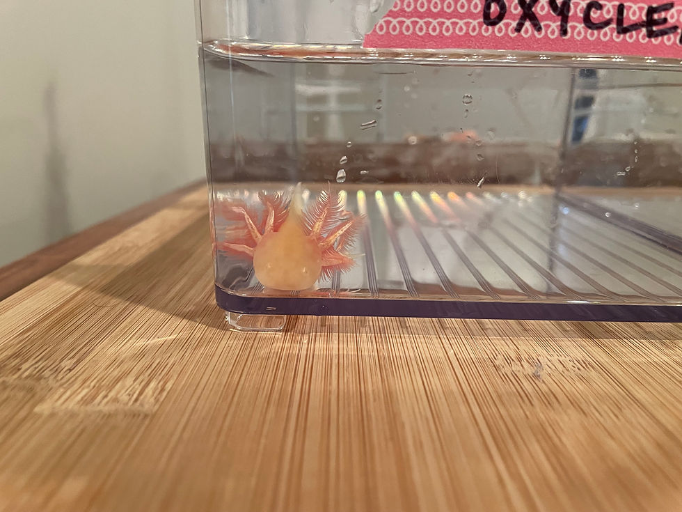 "Oxyclean" High Iridophore Golden Albino Axolotl