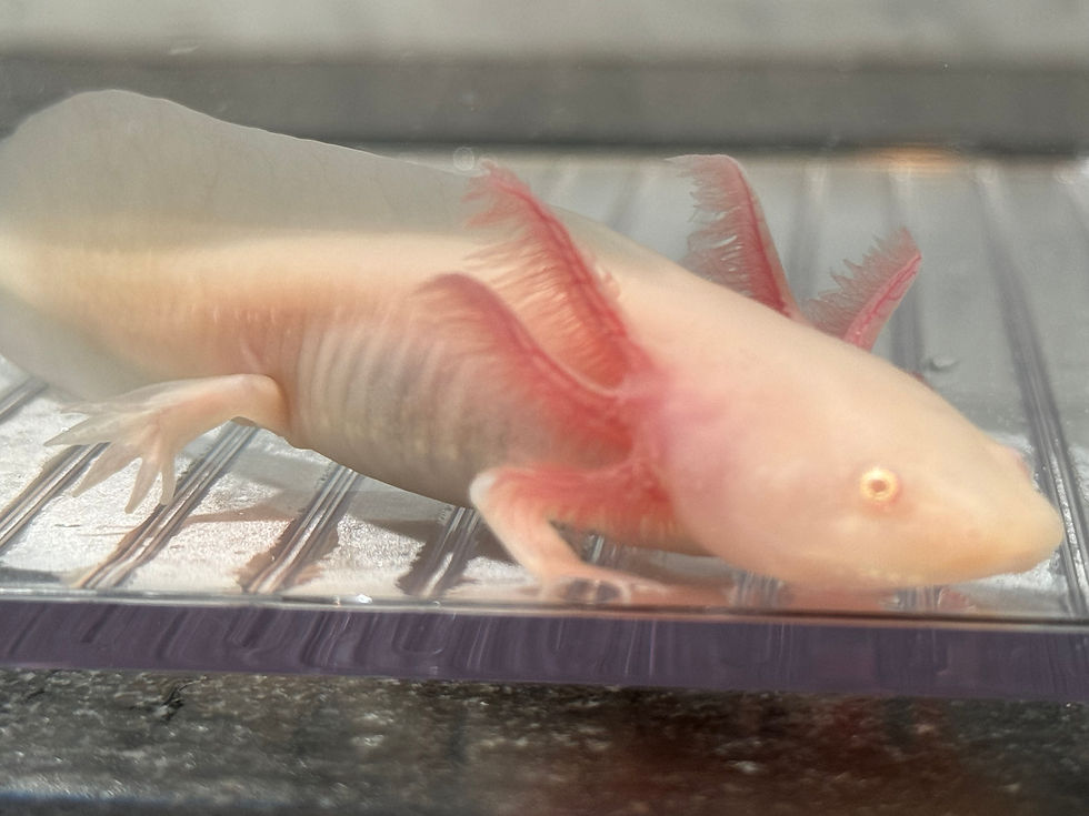 Thumbnail: "Simply Radishing" White Albino Axolotl (DNA Confirmed Male)