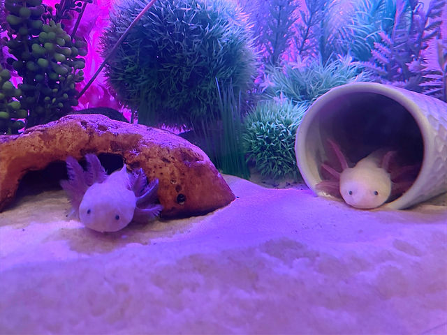 axolotl fish tank accessories Decor and Hides