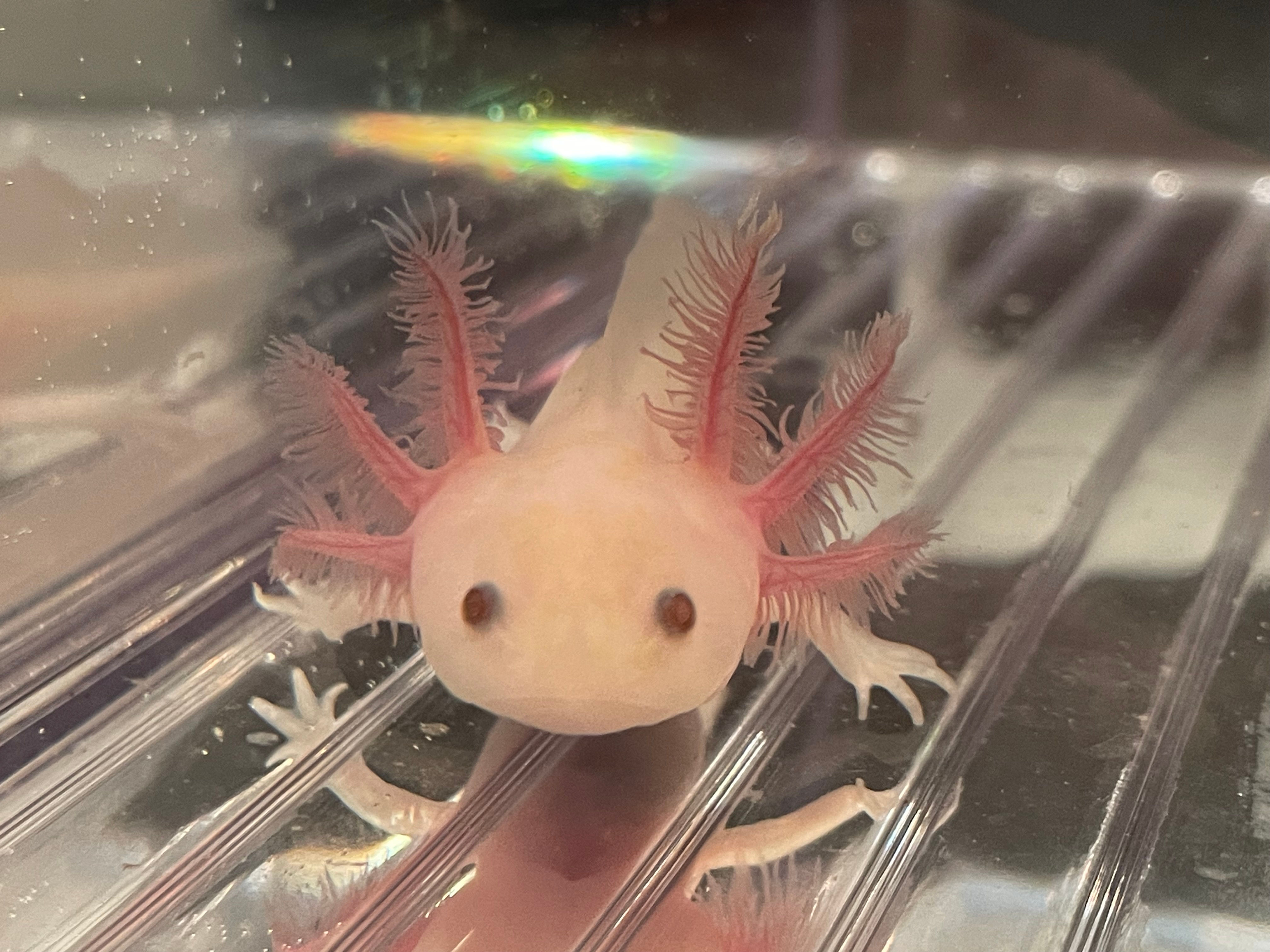 "Oatmeal Crisp" Hypomelanistic Copper Melanoid Axolotl