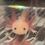 Thumbnail: "Oatmeal Crisp" Hypomelanistic Copper Melanoid Axolotl