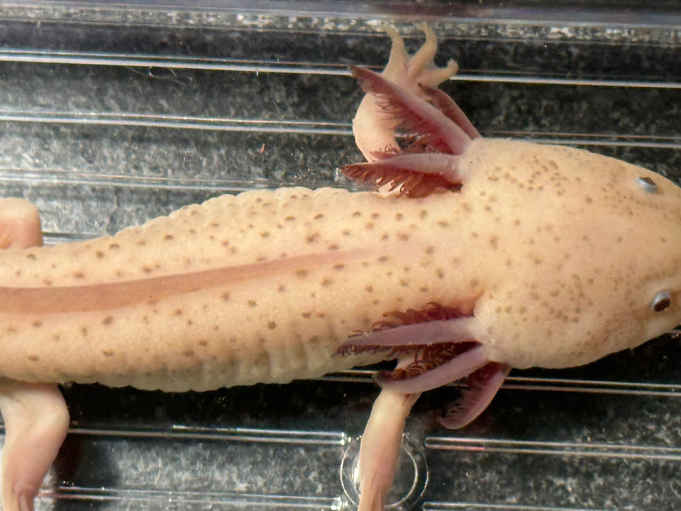 Thumbnail: "Nilla" Adult Pin Point Spotted Hypomelanistic Melanoid Axolotl (Confirmed Male)