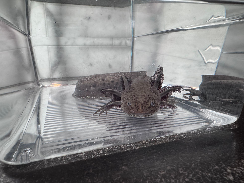 Thumbnail: "Aquasilk Delights" Wildtype Axolotl (Visually Confirmed Male)
