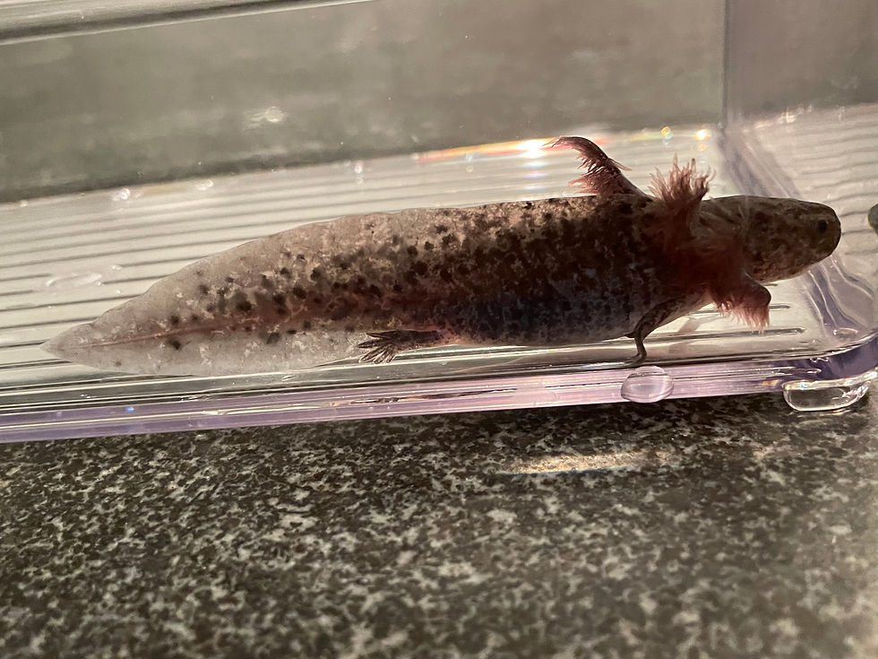 Thumbnail: "Spangler" Axanthic Axolotl