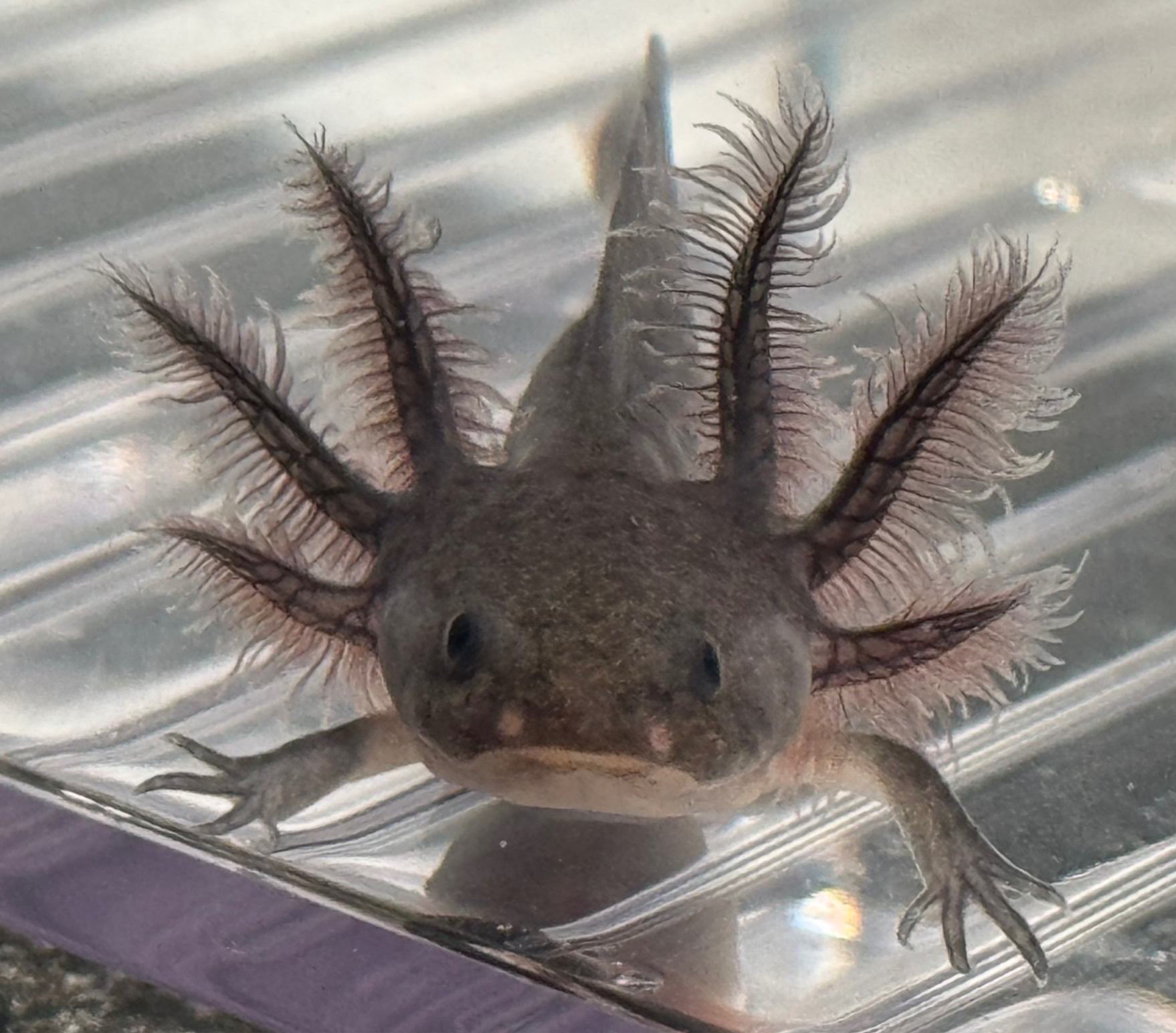 "Aquawave Essentials" Dark Axanthic Melanoid Axolotl (Unsexed)