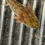 Thumbnail: "Perk Up" Hypomelanistic Axolotl (Unsexed)