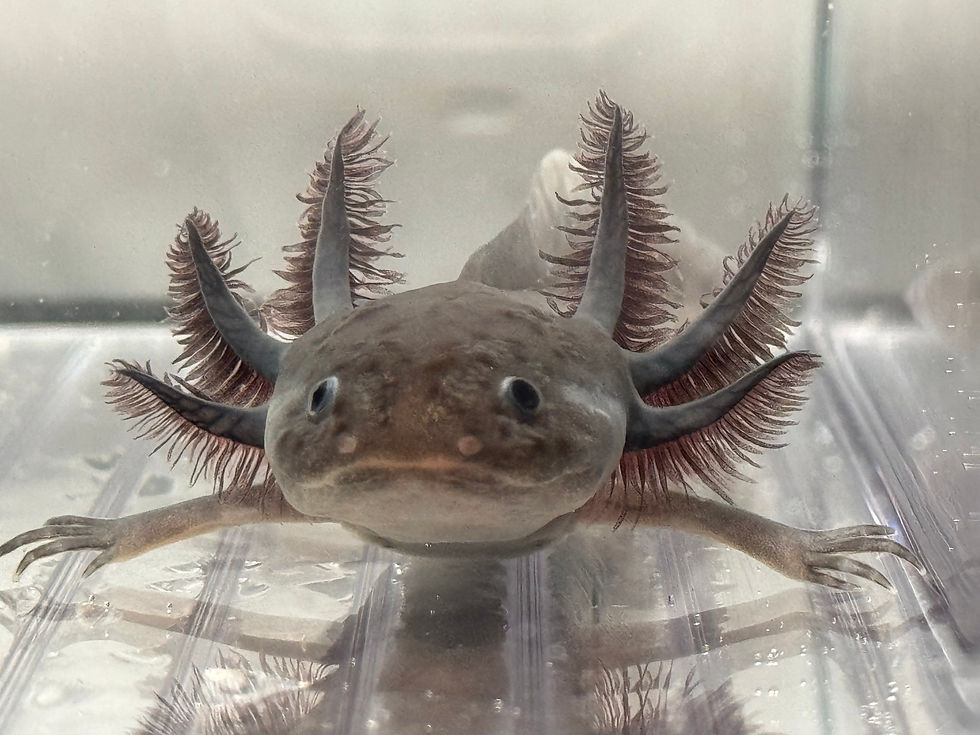 Thumbnail: "Nickel" Red-Gilled Hypomelanistic Axanthic Melanoid (DNA Confirmed Male)