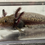Thumbnail: "Hair Hotties" RFP Wildtype Axolotl (Unsexed)