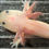 Thumbnail: "Cajun Shrimp" Leucistic Axolotl (DNA Confirmed Male)