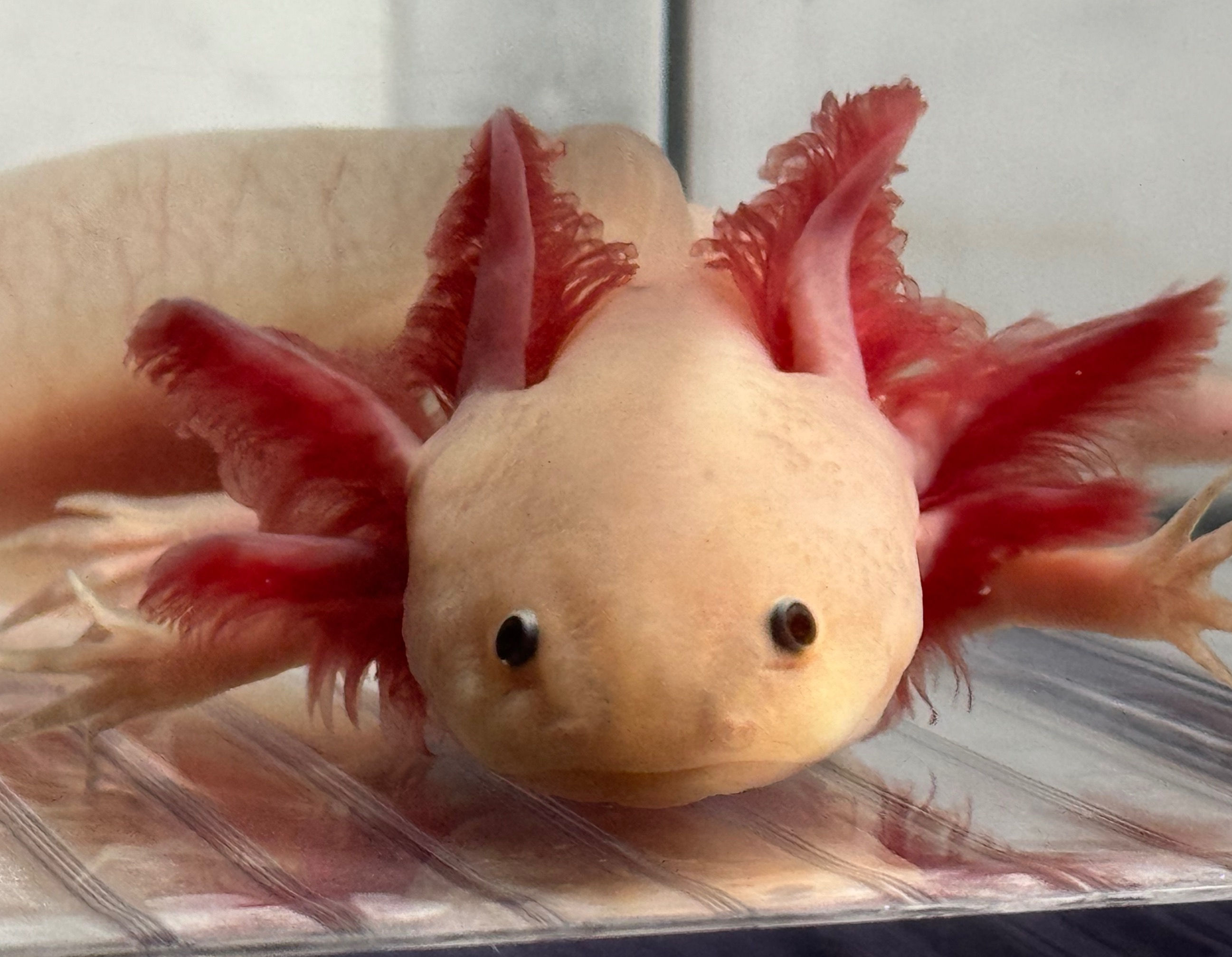 "Mallow Oat" Super Hypomelanistic Melanoid (Probable Female)