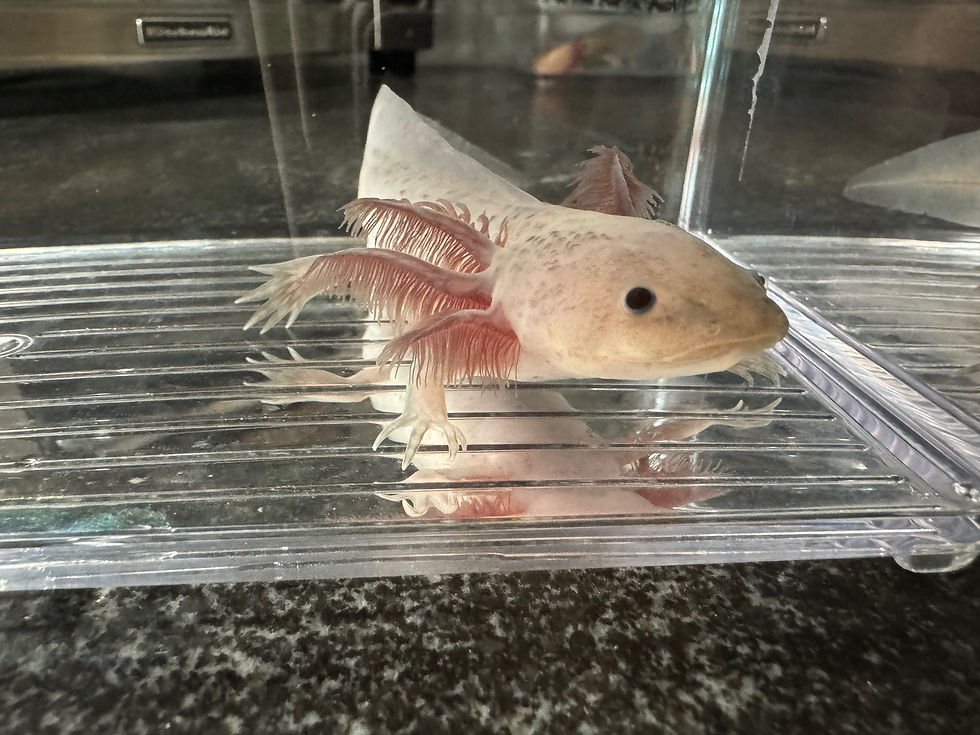 Thumbnail: "Boo Berry" Hypomelanistic Melanoid Axolotl