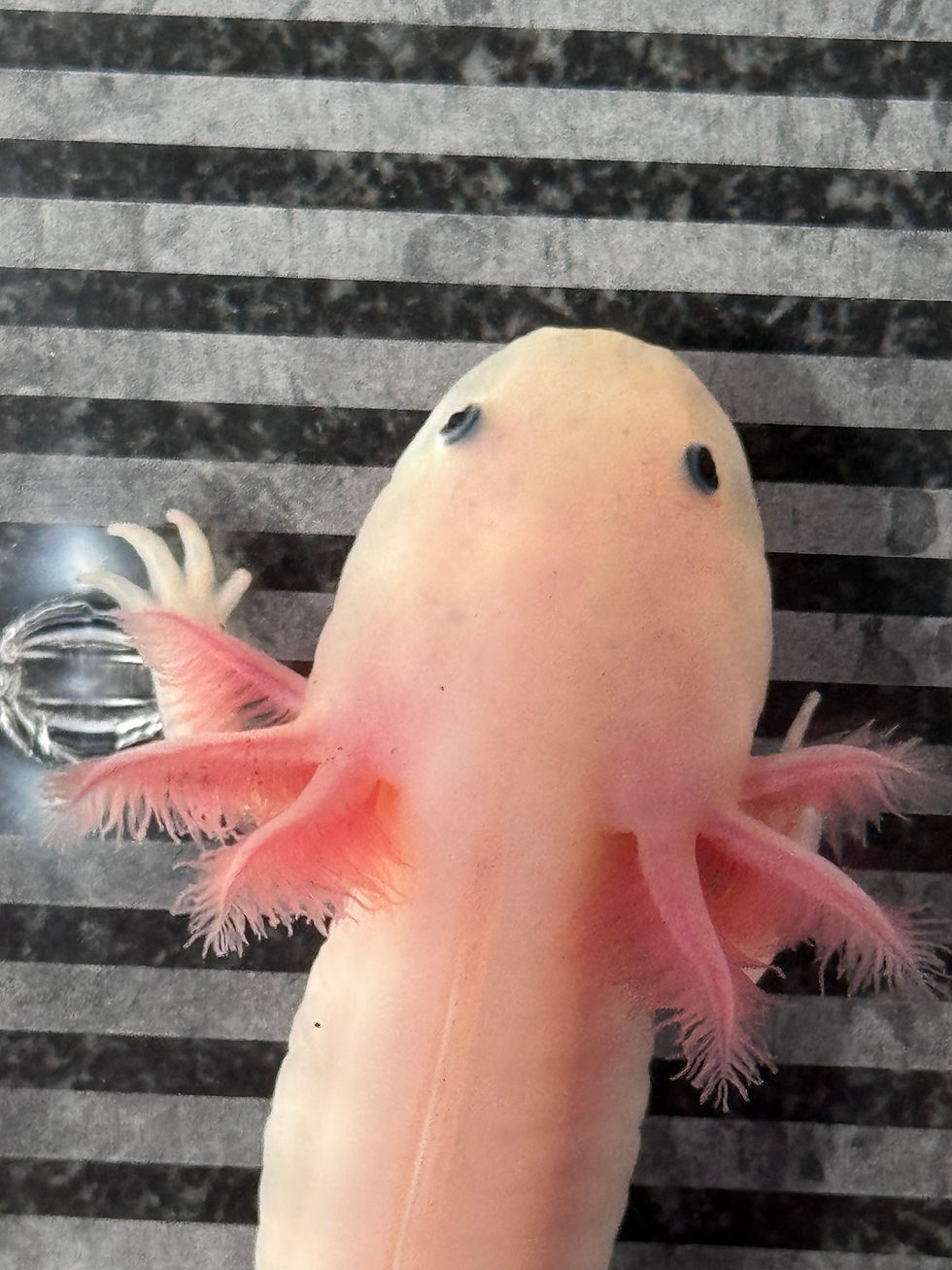 Thumbnail: "Prudential" Leucistic Melanoid (Unsexed)