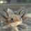 Thumbnail: "Gorton" Axanthic Melanoid Axolotl
