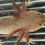 Thumbnail: "Toastie" Spotted Hypomelanistic Melanoid (Confirmed Male)