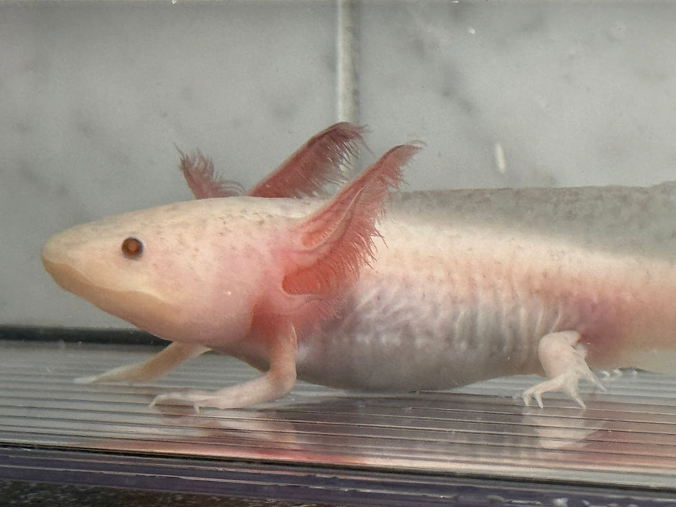 Thumbnail: "Campbell" Copper Hypomelanistic Axolotl (DNA Confirmed Female)