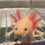 Thumbnail: "Rebel Yell" GFP Leucistic Melanoid Axolotl