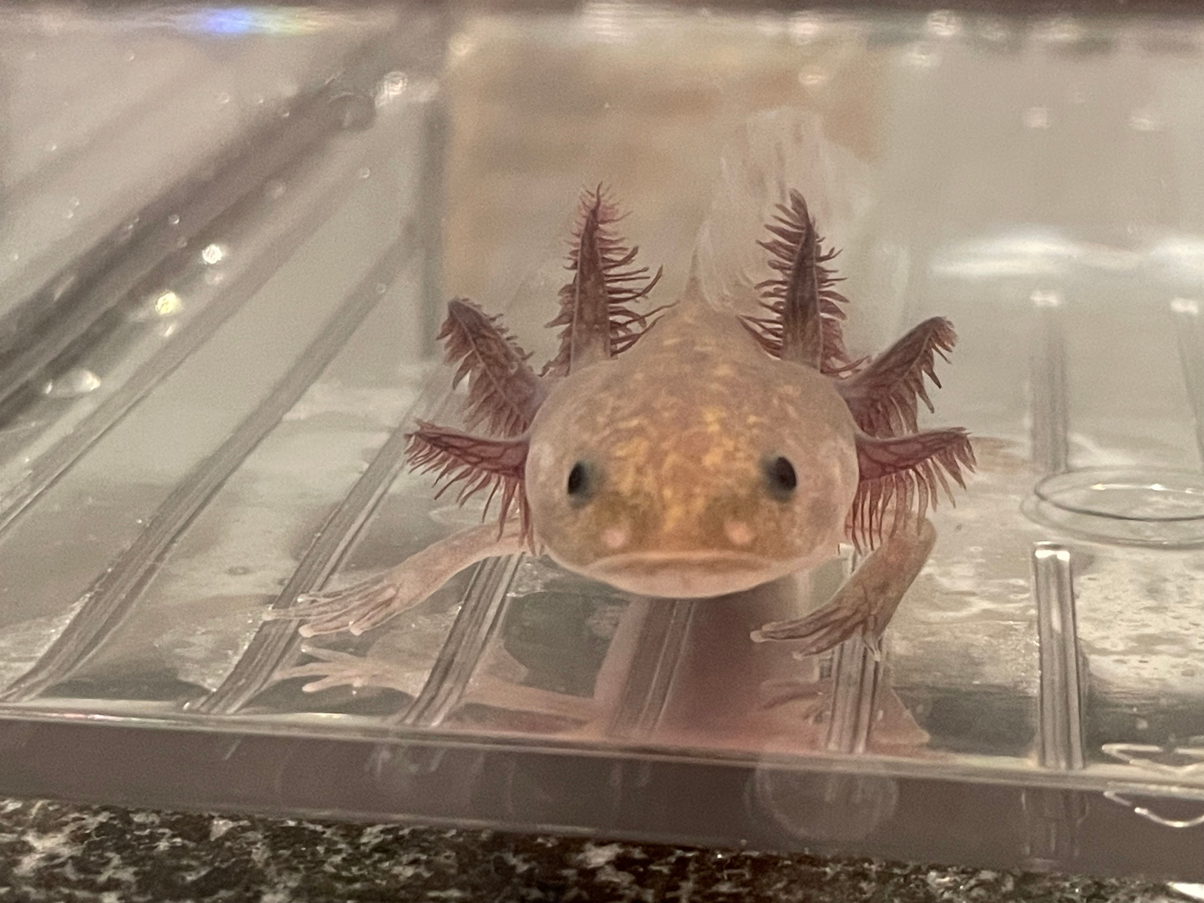 "Kashi Go Lean" Hypomelanistic Melanoid Axolotl