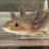 Thumbnail: "Cobalt" Hypomelanistic Axanthic Melanoid Axolotl (DNA Confirmed Female)