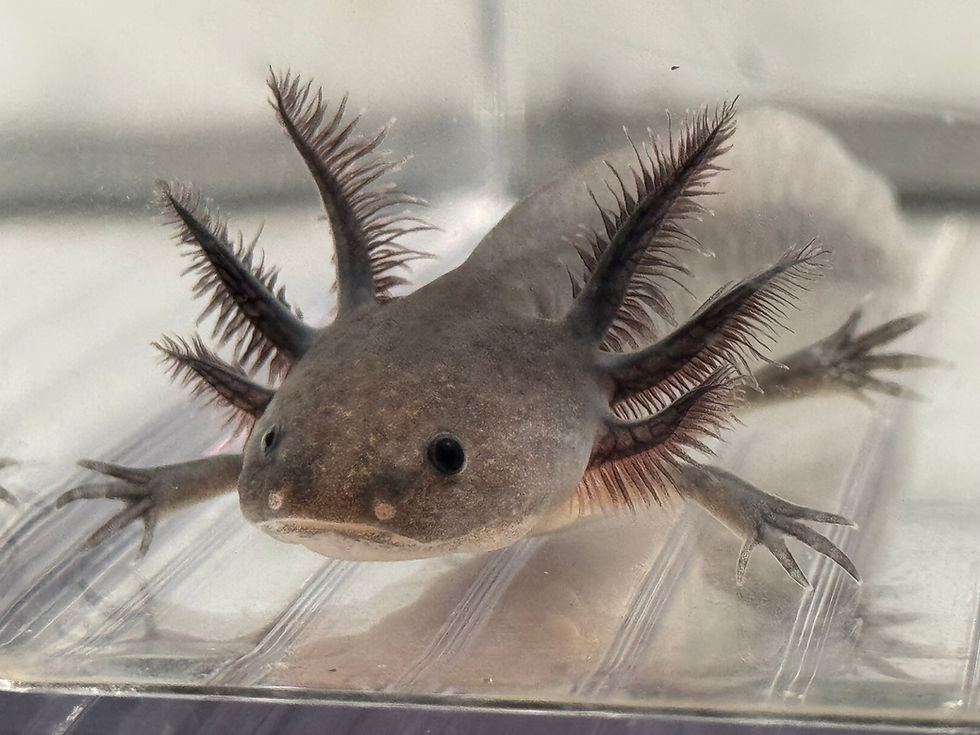 Thumbnail: "Soft Shower" RFP Melanoid Axolotl (DNA Confirmed Female)